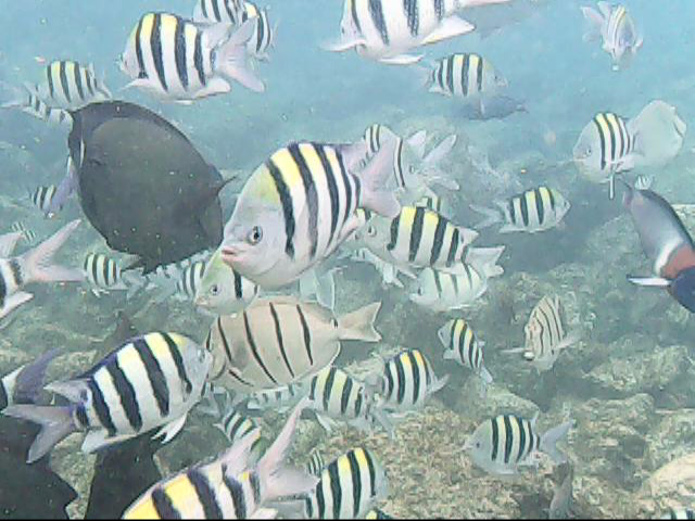 Day 11 snorkeling @ Poipu Beach